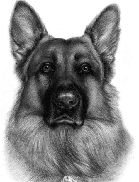 Pencil Drawn German Shepherd Schaefer German Shepherd Puppies German