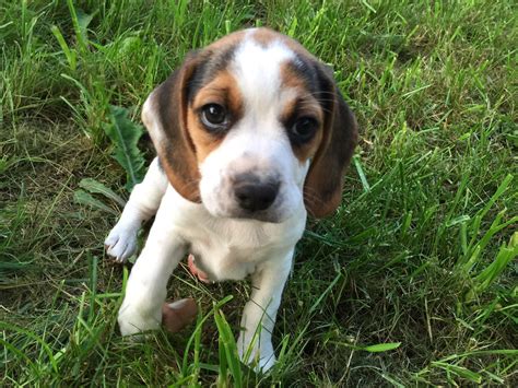 Mini Beagle Puppy Pocket Beagles Beagle Puppy