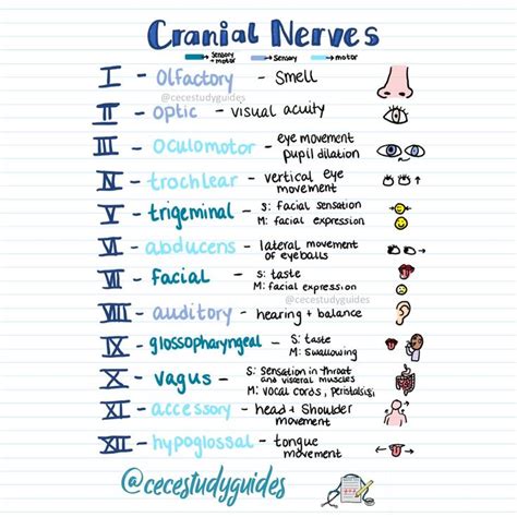 Cranial Nerves Cheat Sheet For Nurses And Nursing Students Nurse Study Notes Nursing School