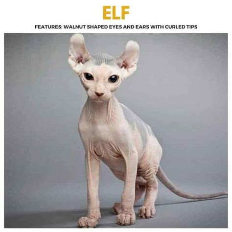 Hairless Cats The Ultimate Guide Of Hairless Cat Breeds