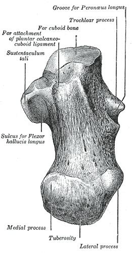 Anatomy Bony Pelvis And Lower Limb Foot Cuboid Bone Statpearls