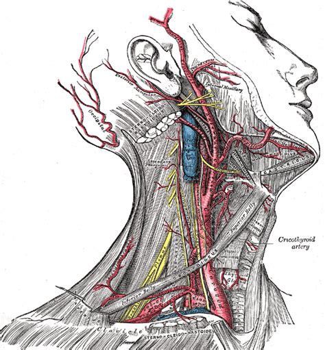 Thyrocervical Trunk Wikidoc
