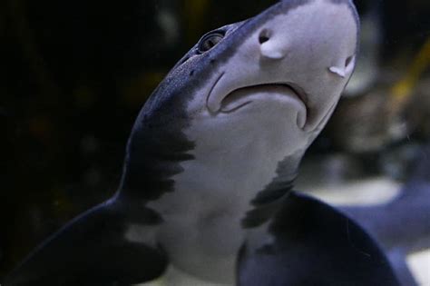 Two Oceans Aquarium Foundation Shark Showcase Spotted Gully Shark