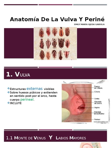 anatomía de la vulva pdf vagina pelvis