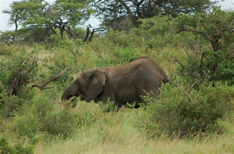 Elephant Hluhluwe Imfolozi Game Reserve Jumblejet Flickr