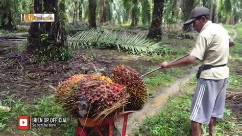 Panen Pakis Di Perkebunan Kelapa Sawit Kalimantan Tengah Otosection Riset
