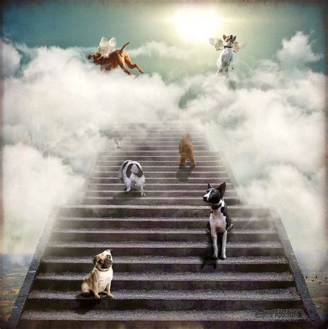 Cat age chart rainbow bridge poem bridge drawing pet loss quotes bunny paws pet loss grief dog poems animals and pets cute animals. Quotes From Go Dog Go. QuotesGram