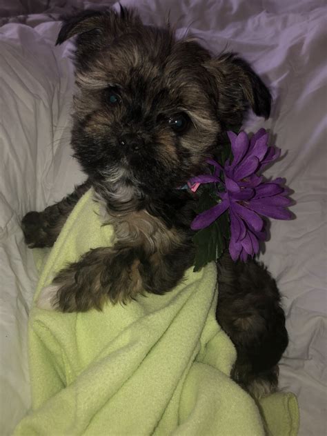 Collection by lmww • last updated 4 weeks ago. Shih Tzu Puppies For Sale | Statesville, NC #303542