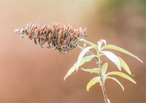 Das heißt, sie dient weniger der therapie. Sommerflieder schneiden: wann und wie - Plantura