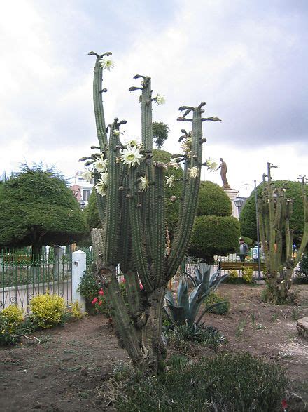From harvest to table, complete method for preparing san pedro cactus with minimal nausea. Echinopsis pachanoi - WikiVisually
