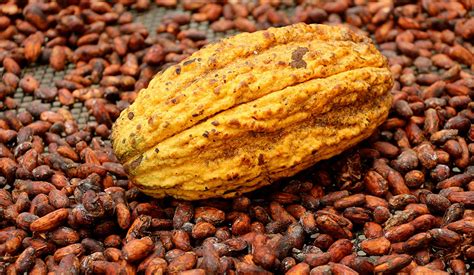 OrÍgenes Del Cacao Ecuatoriano Proamazonia