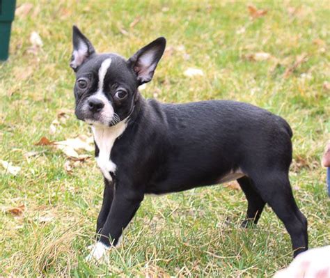 They are intelligent and eager to please, so they pick up on things quickly. Barbie - AKC Boston Terrier female doggie for sale near ...