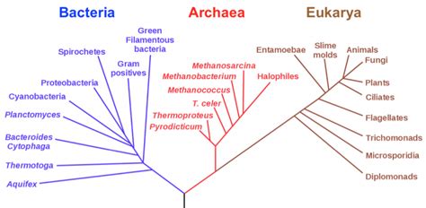 Phylogenetic Trees And Geologic Time Organismal Biology