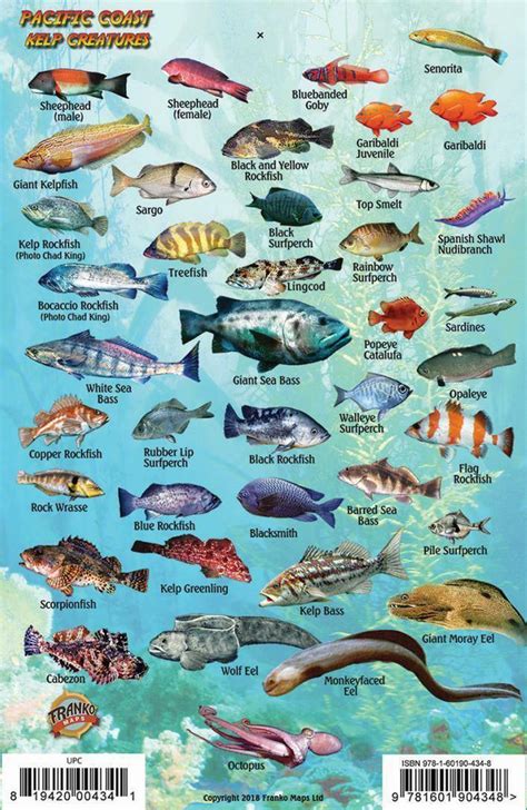 Pacific Coast Ocean And Kelp Creatures Fish Card Franko Maps