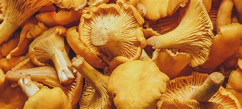 10 Yellow Mushroom Species With Pictures