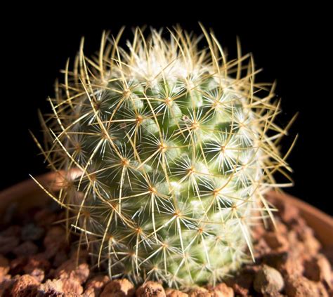 These individual vinyls can be arranged however you want. Mammillaria rhodantha ssp. pringlei - Cactus Jungle