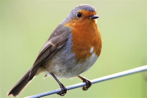 Robin The Life Of Animals