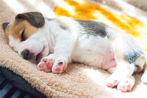 Cute Puppy Beagle Sleeping Stock Photo Image Of Eyes 64114938