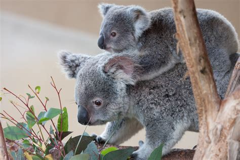 Baby Koala And Mom Nathan Rupert Flickr