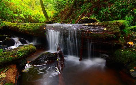 Hd Forest River Timber Waterfall Background Free Wallpaper Water Fall