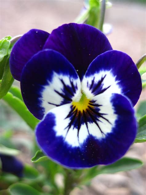Growing Pansies How To Grow And Care For Pansy Flowers Artofit