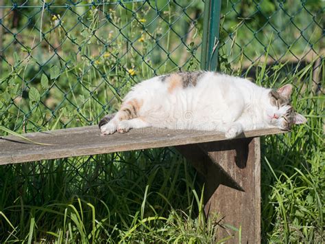 Domestic Pet Cat Sleeping In The Sun Stock Image Image Of Kitty