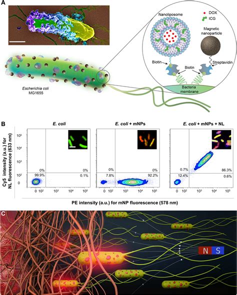 Magnetically Steerable Bacterial Microrobots Moving In 3d Biological