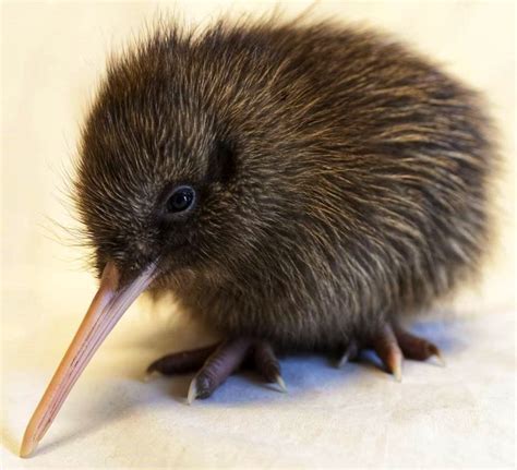 A Small Kiwi Is Standing On A White Surface And Looking At The Camera