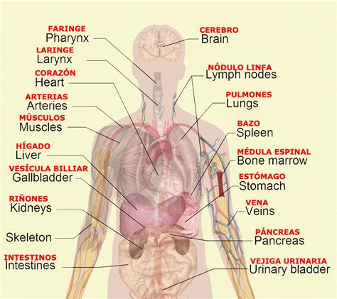 Human Organ Diagrams 101 Diagrams