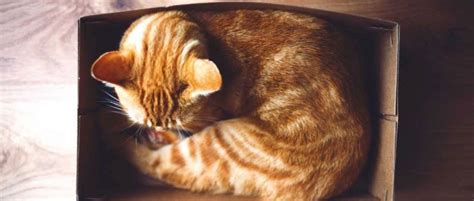why do cats like small spaces bbc science focus magazine