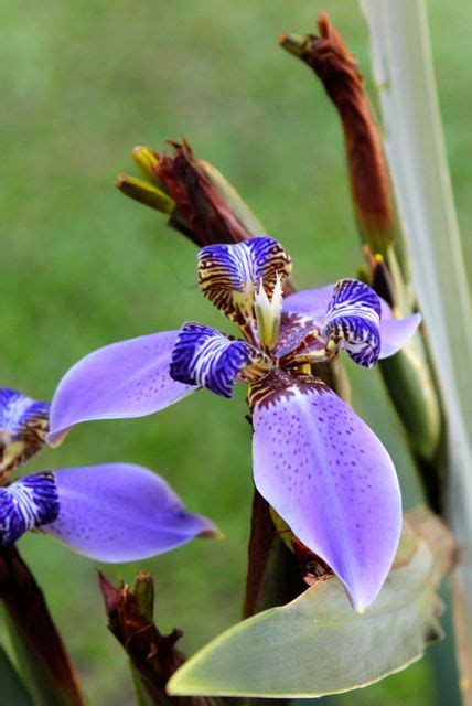 Welcome to all things plants: Brazilian Walking Iris
