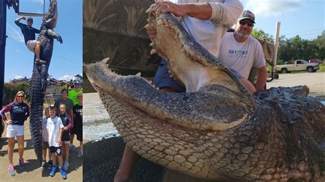 Florida Alligator Weighing Over 900 Pounds Could Have Been 90 Years Old