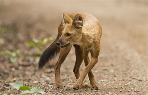 Dholes Cuon Alpinus