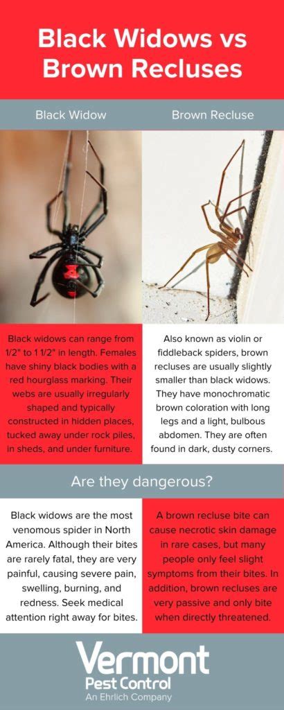 Look Out For These 2 Spiders This Fall Vermont Pest Control Local