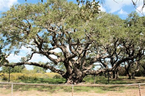 State Tree Of Texas Only Texas State Champion Live Oak Since 1966