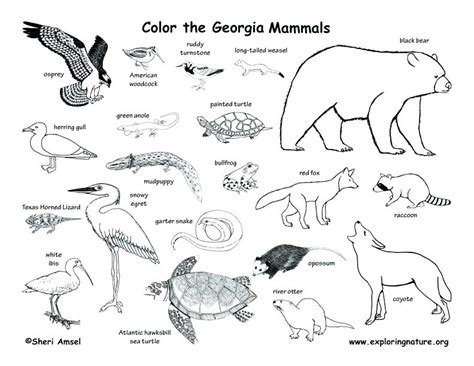 Animal Habitat Coloring Pages At Free