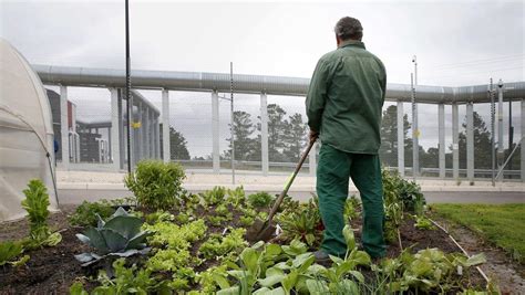 Middleton Prison Teaches Inmates Vegetable Gardening The Weekly Times