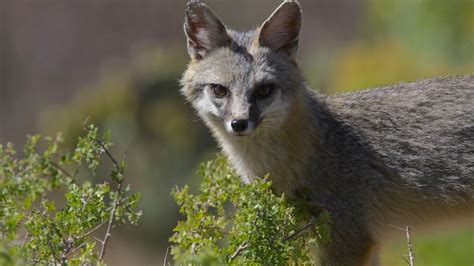 6 Gray Fox Interesting Facts Zoological World