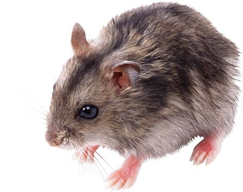 Mouse Animal Png Free Logo Image