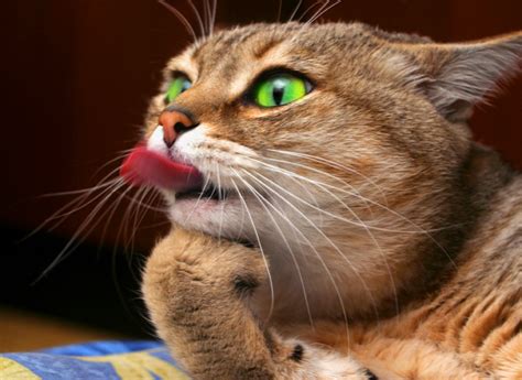 Why Do Cats Stick Their Tongue Out Because Cats
