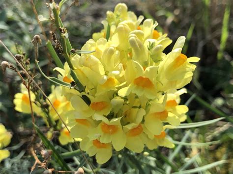 Fiori gialli isolati o a gruppi di due, papilionacei, distribuiti su tutto il ramo: Linaria fiori gialli spontanei - Natura in mente calliopea