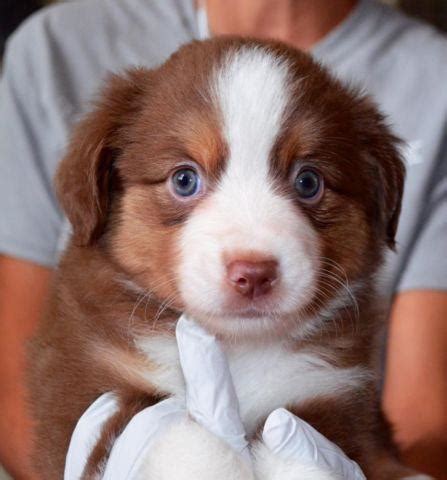 Puppyfinder.com is your source for finding an ideal australian shepherd puppy for sale in california, usa area. Miniature Australian Shepherd Puppy - 8 Weeks Old for Sale ...