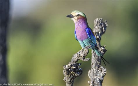 Roller Lilac Breasted Coracias Caudatus Luangwa Zambia World Bird