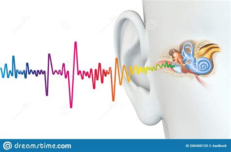 Human Ear Anatomy With Colorful Sound Wave Medically 3d Illustration