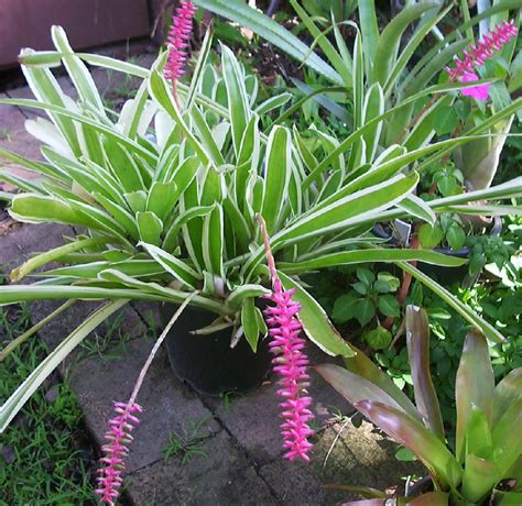 Bromeliad Plant And Flower Care Growing Indoor And Outdoor