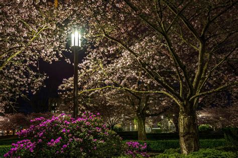 Flowering Trees Wallpapers Wallpaper Cave