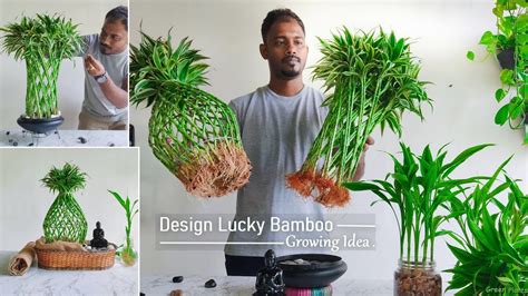 Grow Design Lucky Bamboo In Water And Rocks Lucky Bamboo Water Care And Growing Tips Green Plants