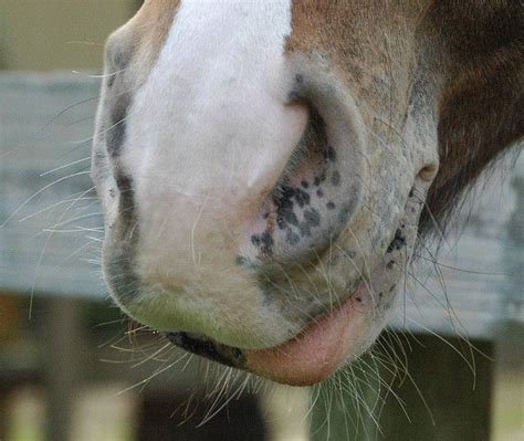 Horses Muzzle U Cant Touch This Horse Anatomy Appaloosa Horses