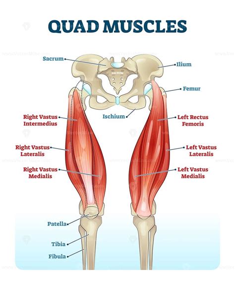 Quad Leg Muscles Anatomy Labeled Diagram Vector Illustration Fitness