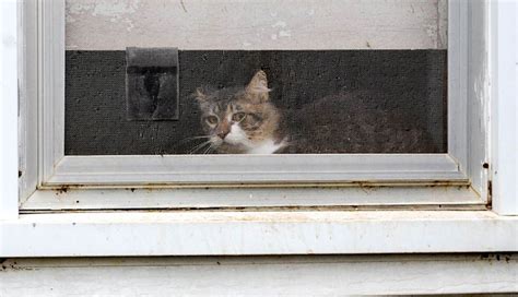 200 Dead Cats Removed From Central Iowa Home 100 Found Alive